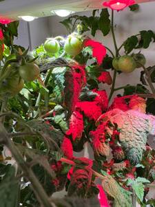 Продается  умный домашний сад **Click & Grow Smart Garden 9 PRO** на 9 растений.
